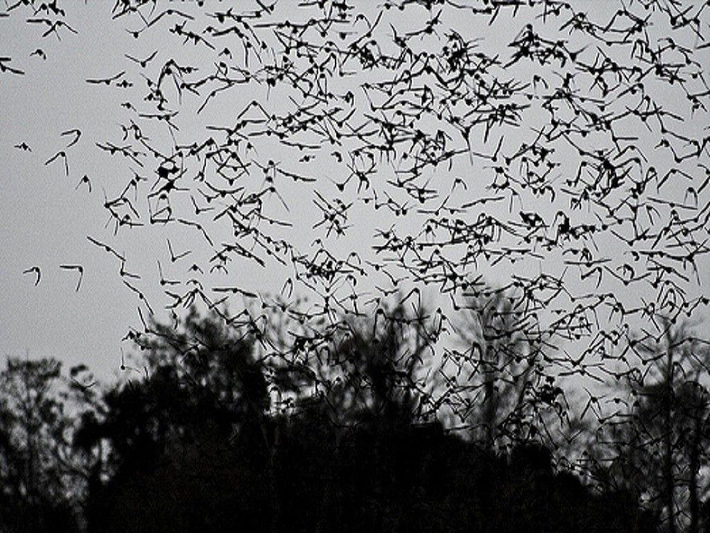 Birds Bats Bird Bat Fly Hd Wallpapers ~ Birds for HD 16:9 High ...
