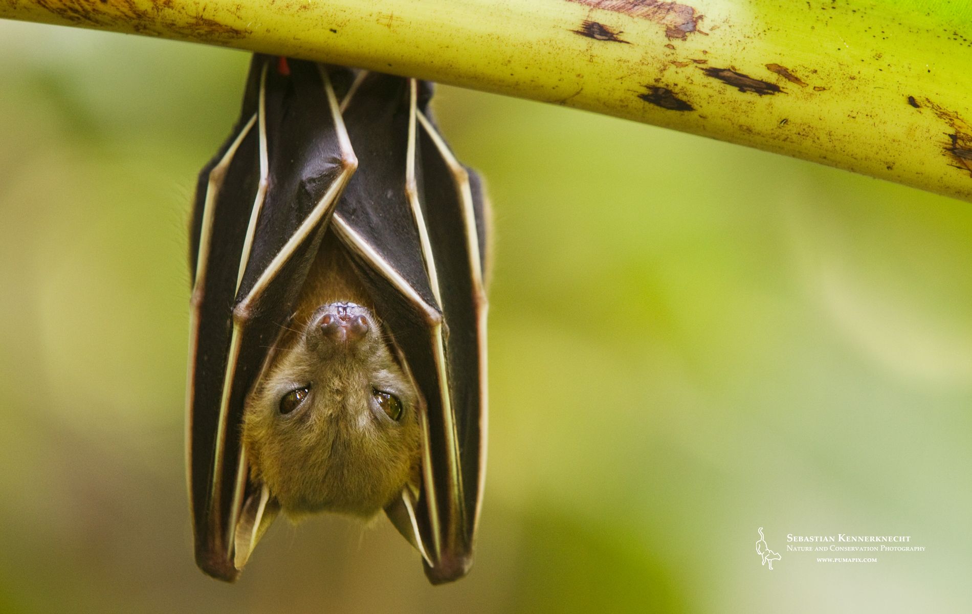 Free Nature Wallpaper for Download – Fruit Bat | Sebastian ...