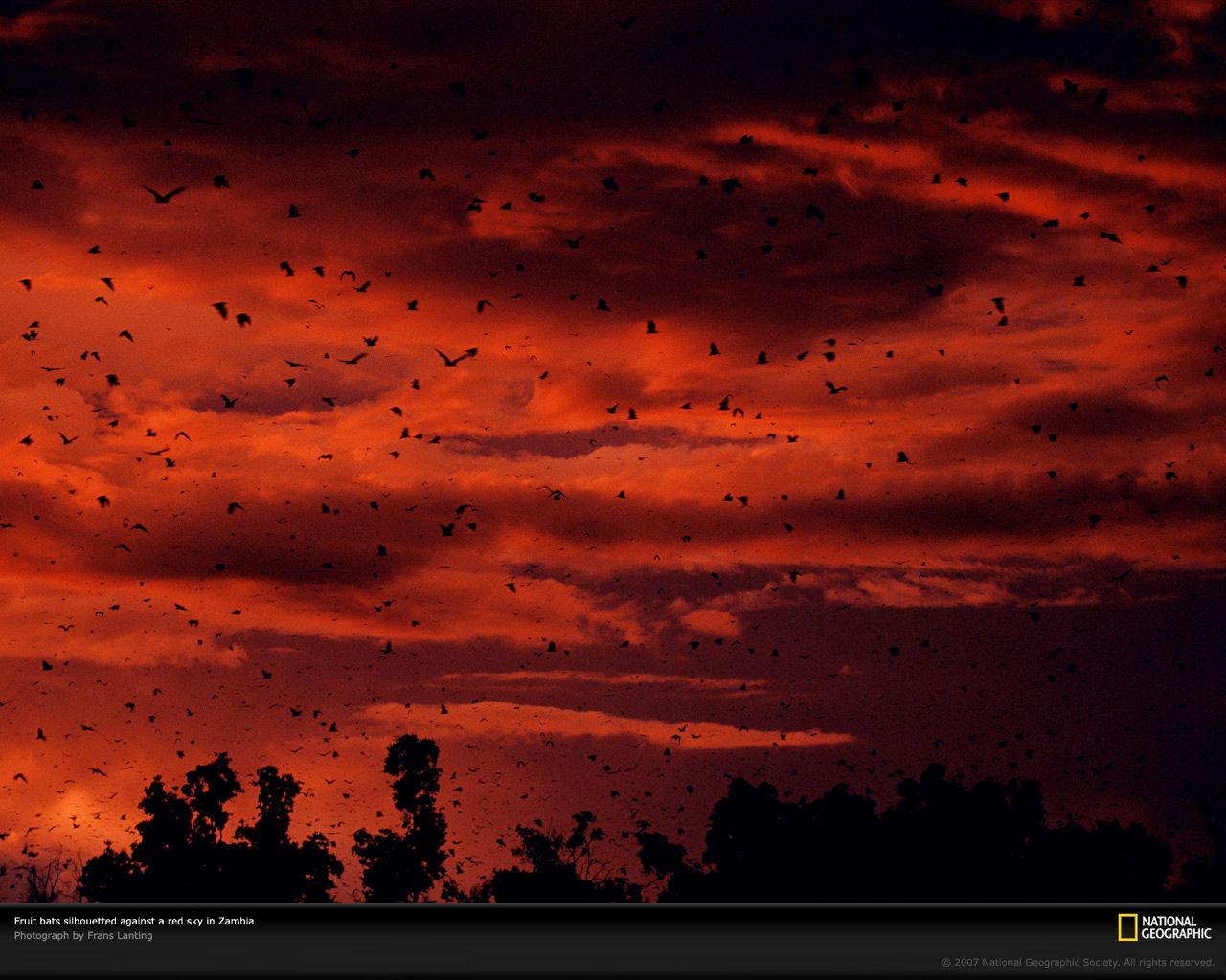 Zambia, Fruit Bats at Dusk, Photo of the Day, Picture, Photography ...