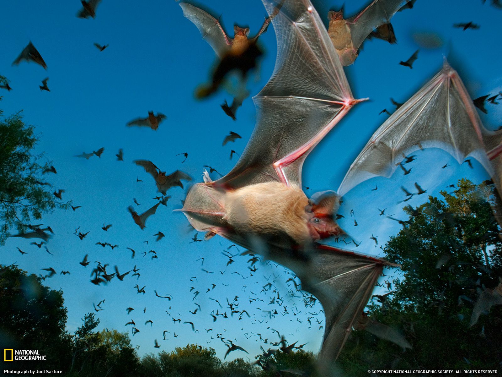 Mexican Free-Tailed Bats Photo, Animal Migration Wallpaper ...