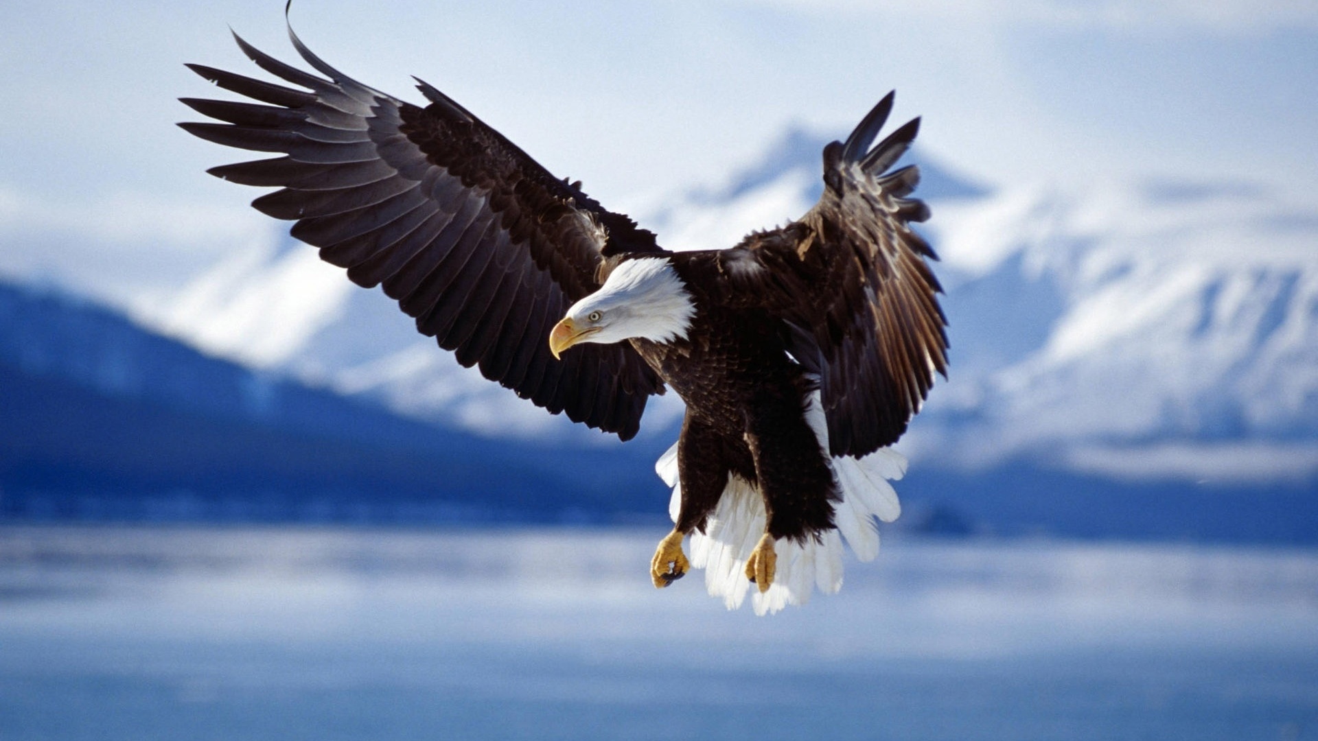 Wallpaper Eagle, The Wingspan, Animals, Widescreen 1920x1080 On ...