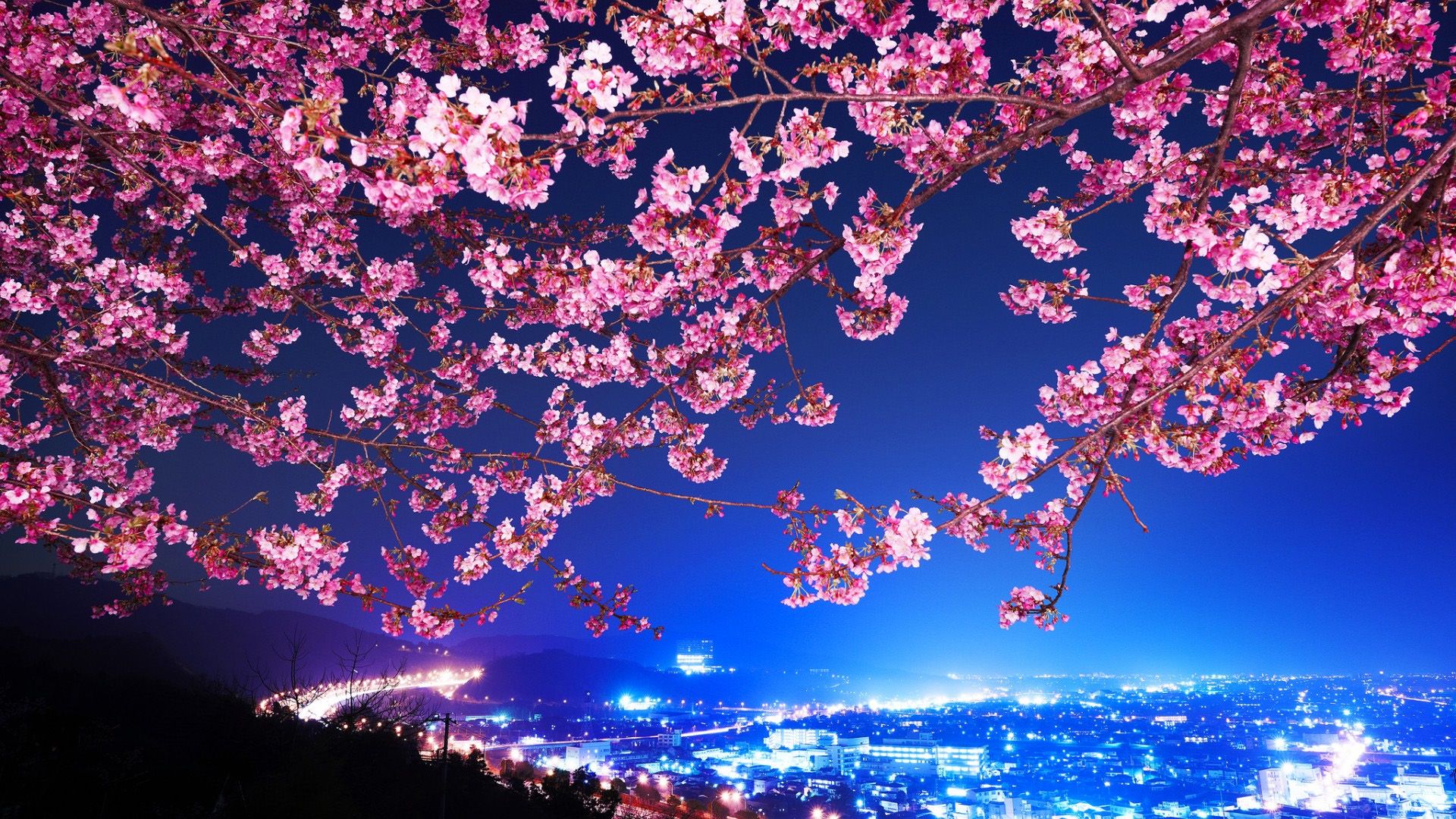 Japanese cherry widescreen wallpaper Picture,Dahlia hd Wallpaper ...