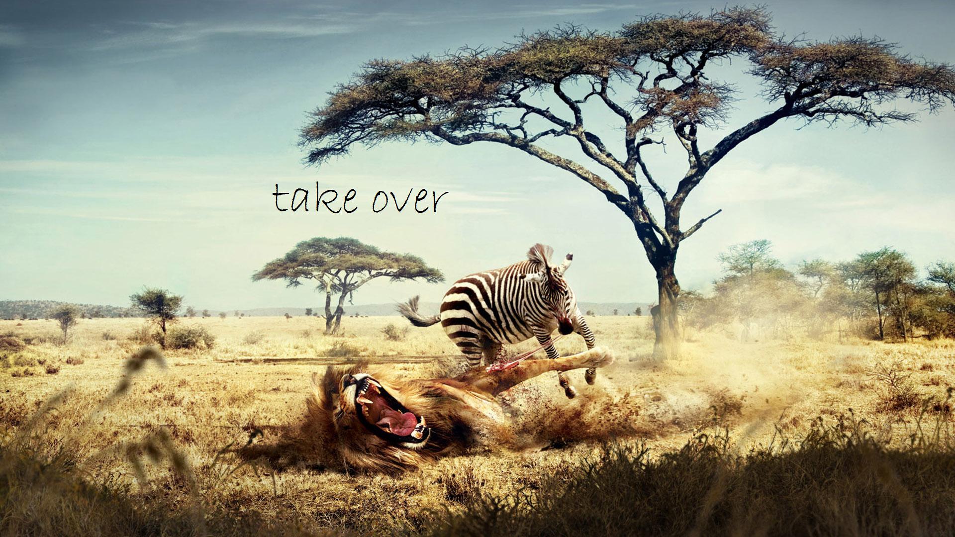Zebra Eating A Lion HD Wallpaper | 1920x1080 | ID:12684