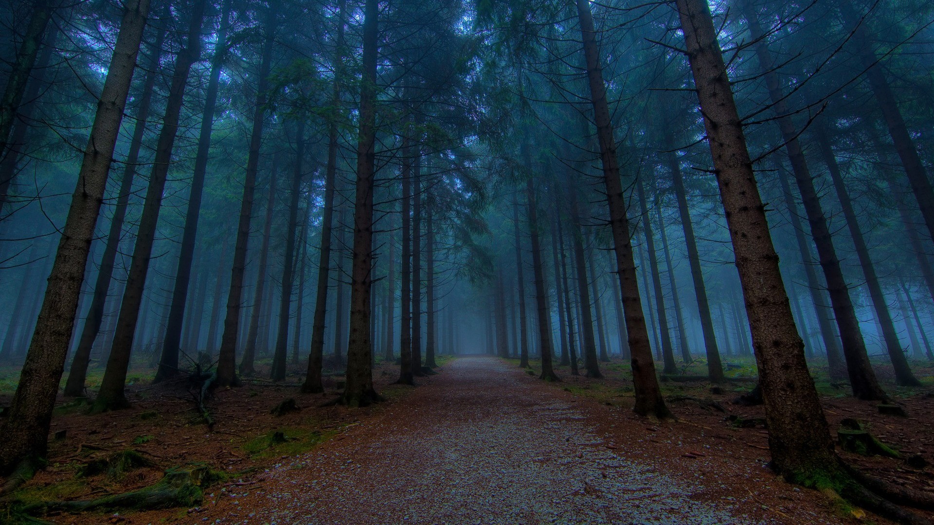 Forest Path HD Wallpapers - HD Wallpapers Backgrounds of Your Choice
