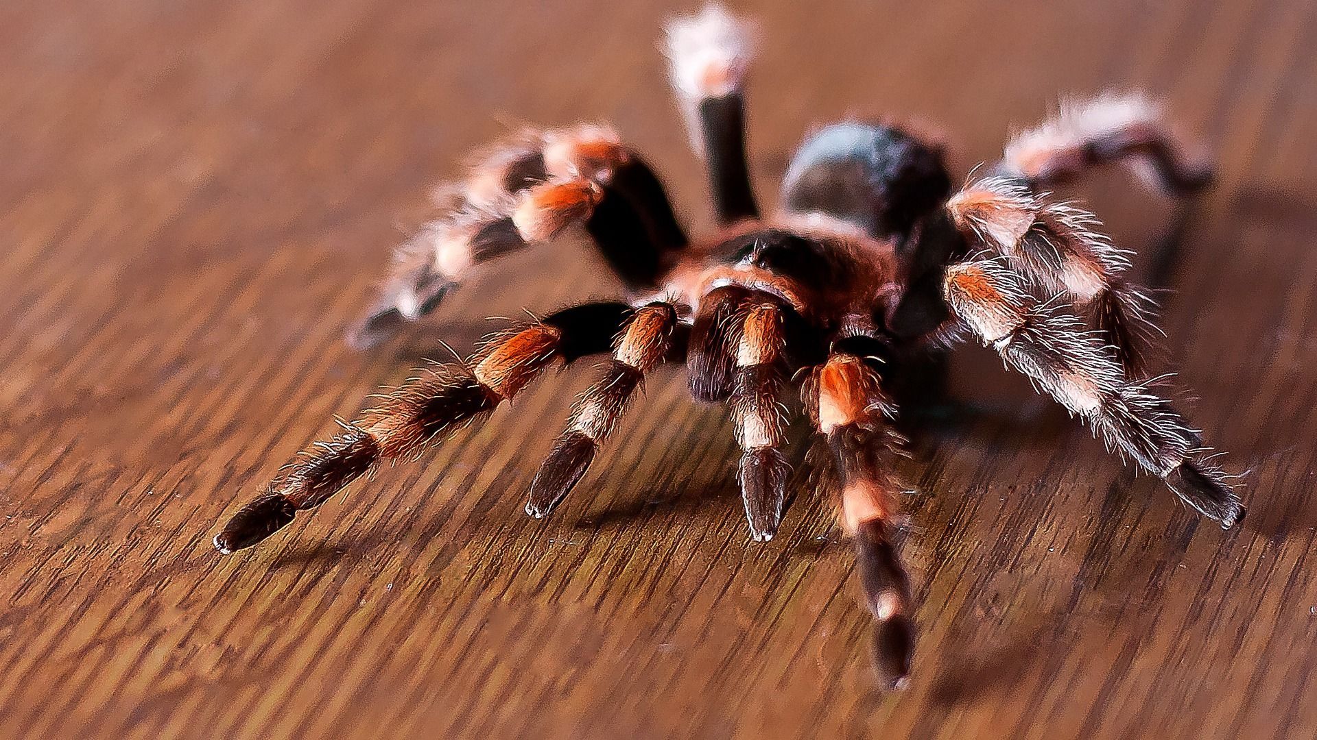 Pics, Facts, Funny Stuff about Animals & Nature Spider Backgrounds