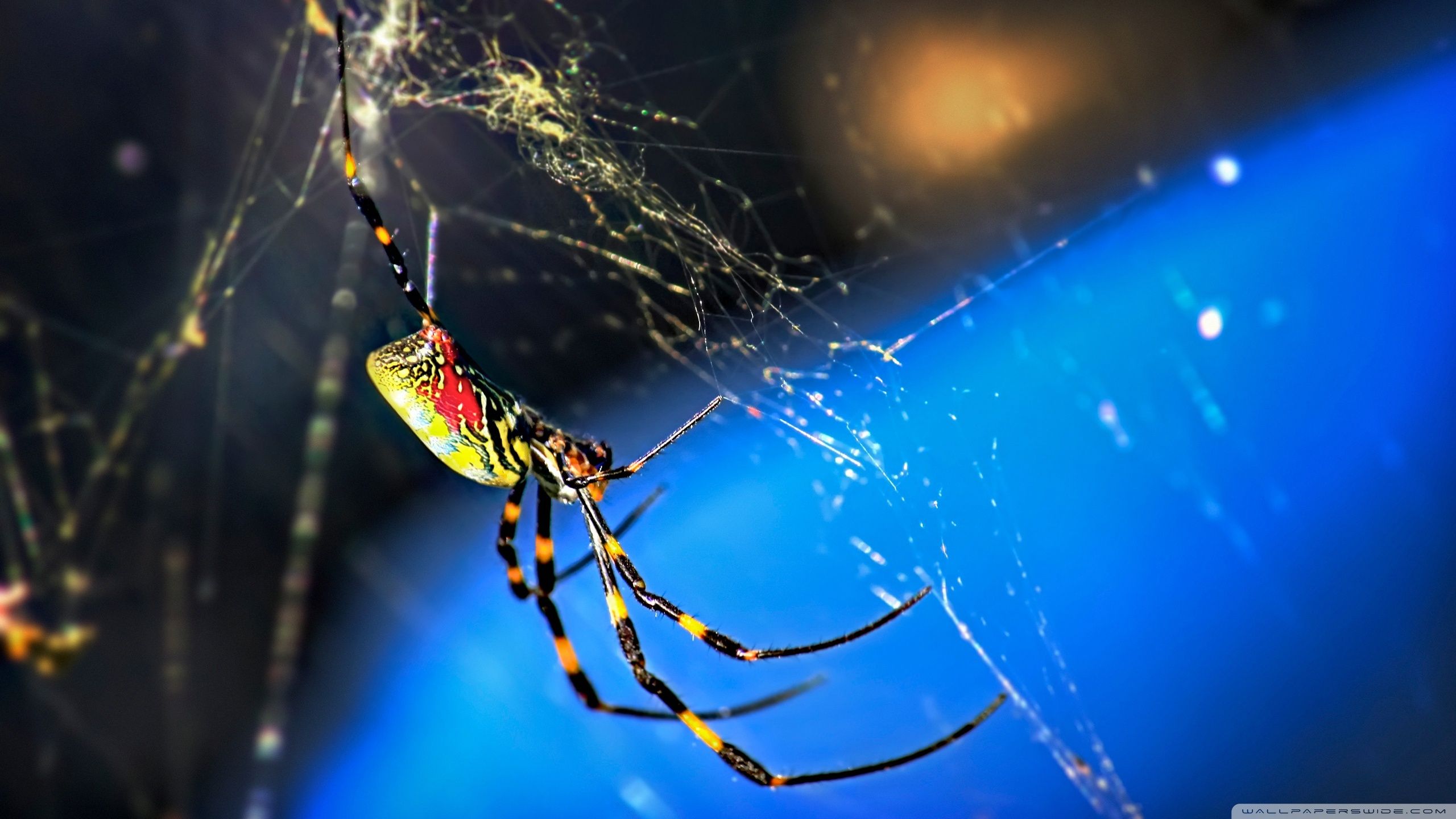 Spider, spiderman, yellow, 2560x1440 HD Wallpaper and FREE Stock Photo