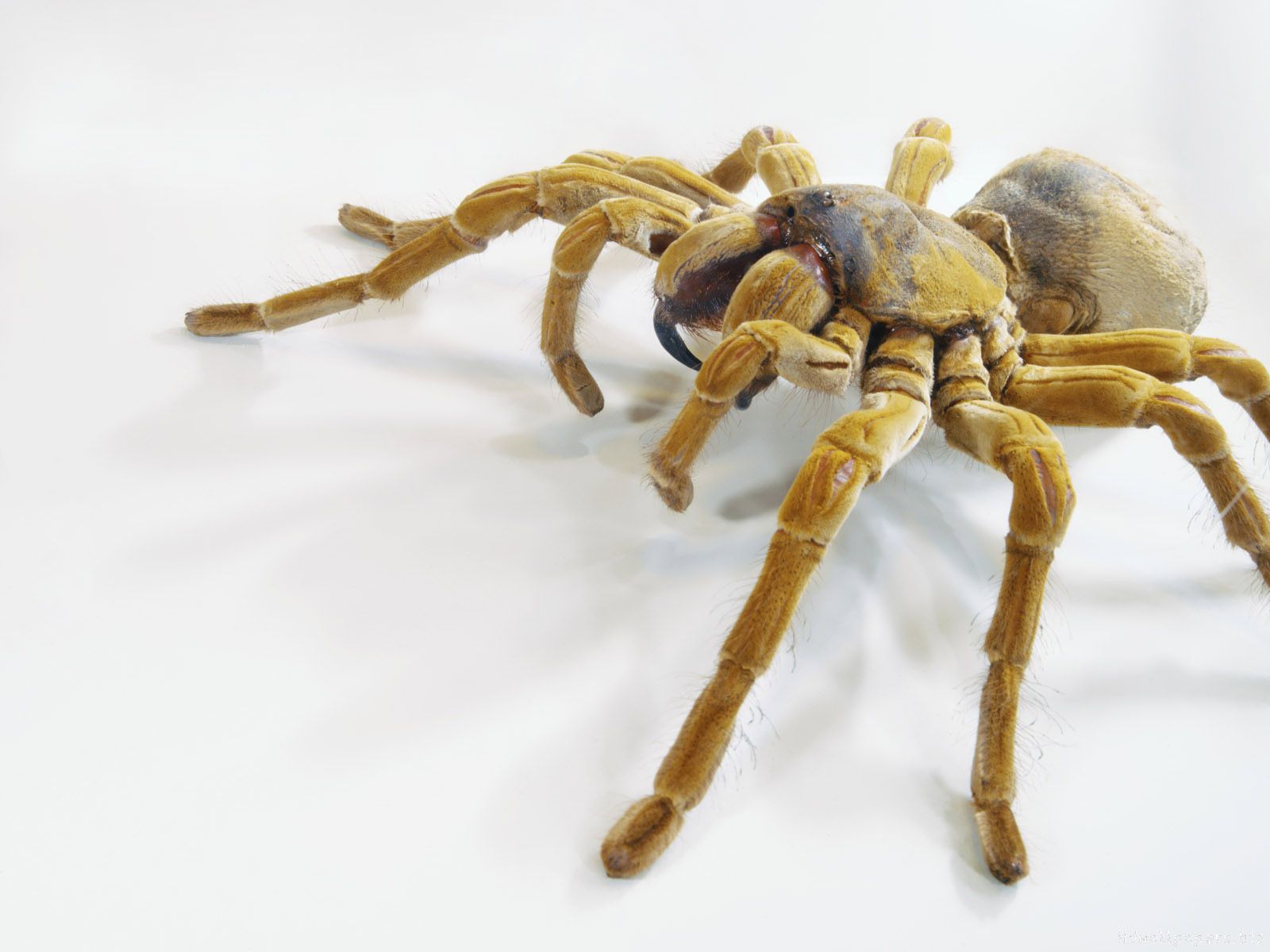 Pics, Facts, Funny Stuff about Animals & Nature 3d Spider Wallpaper