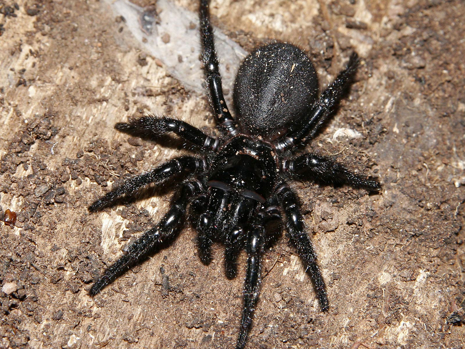 Black Spider Wallpaper HD