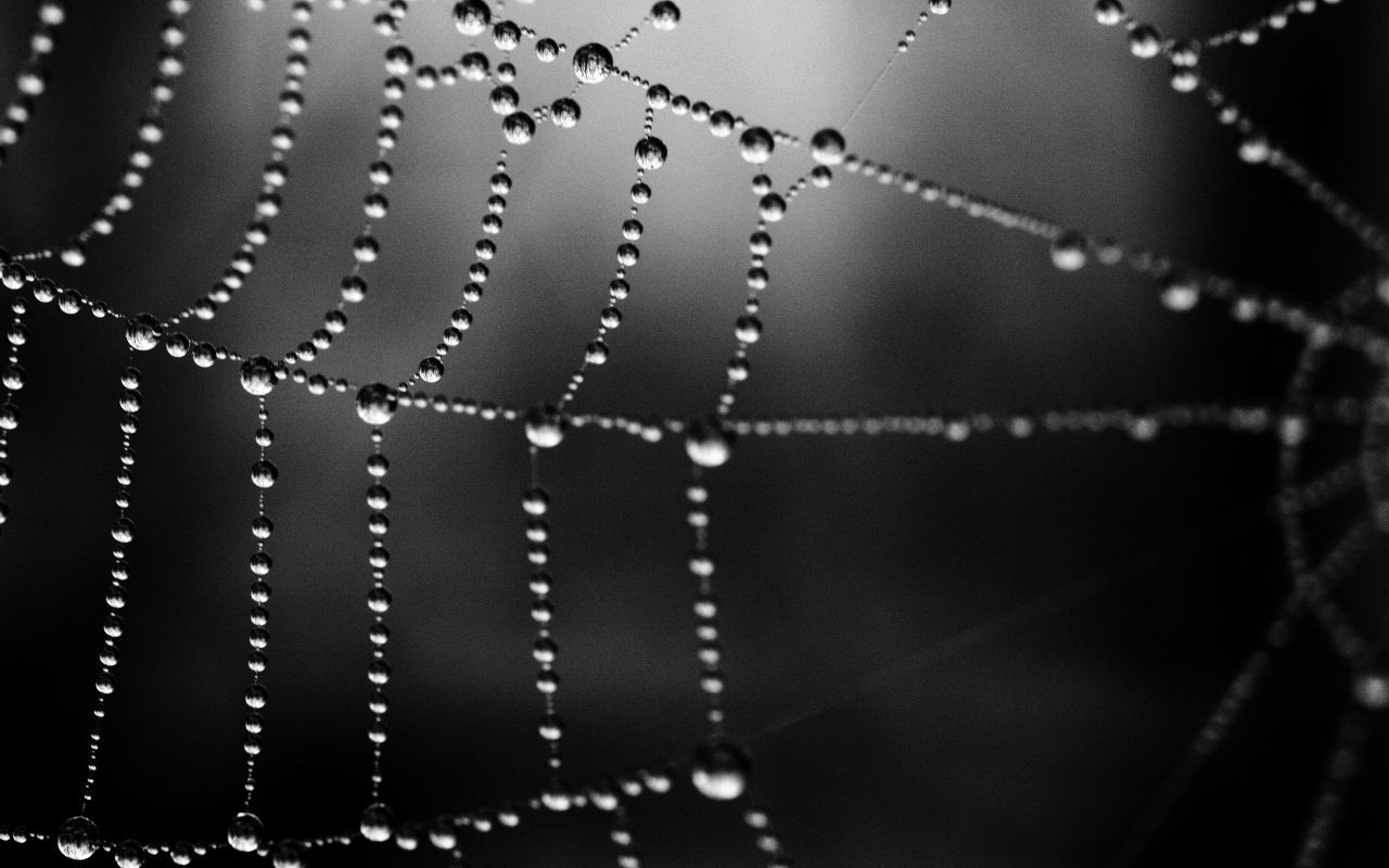 Spider Web wallpaper 1280x800