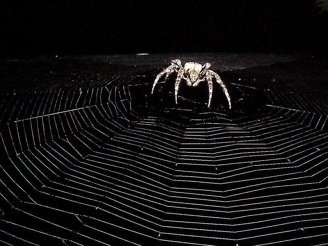 Spider Wallpapers - Wallpaper Cave