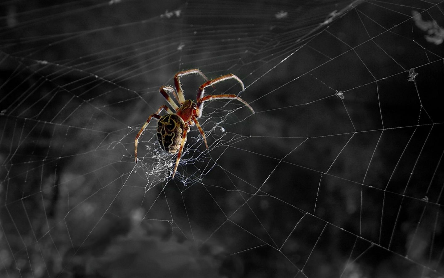 Spider Web wallpaper | 1440x900 | #46666