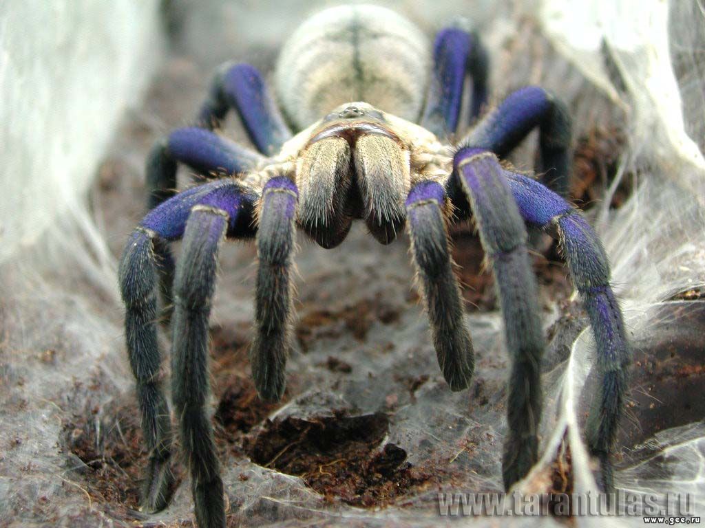 spider wallpapers and images - wallpapers, pictures, photos
