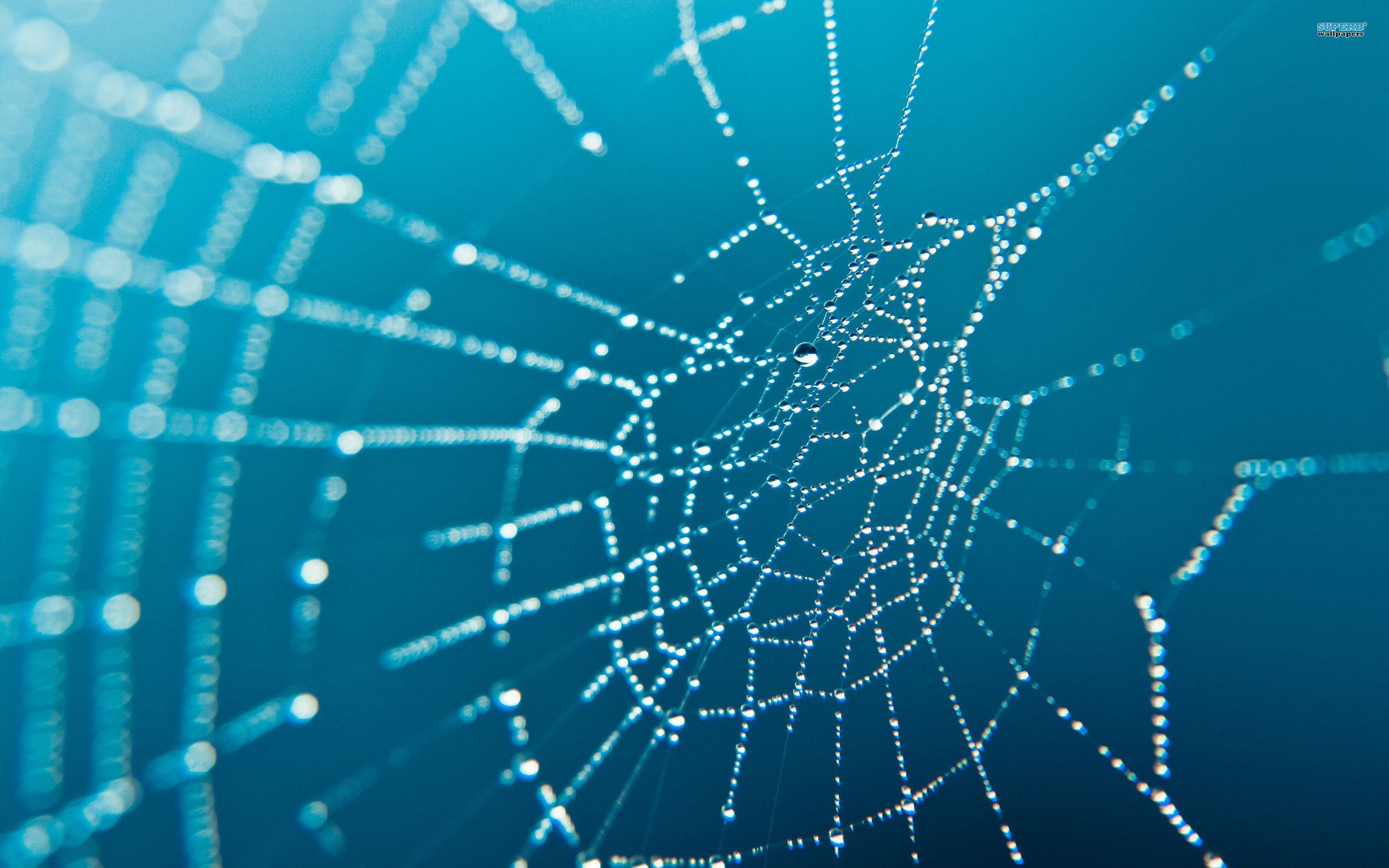 Spider Web - wallpaper.