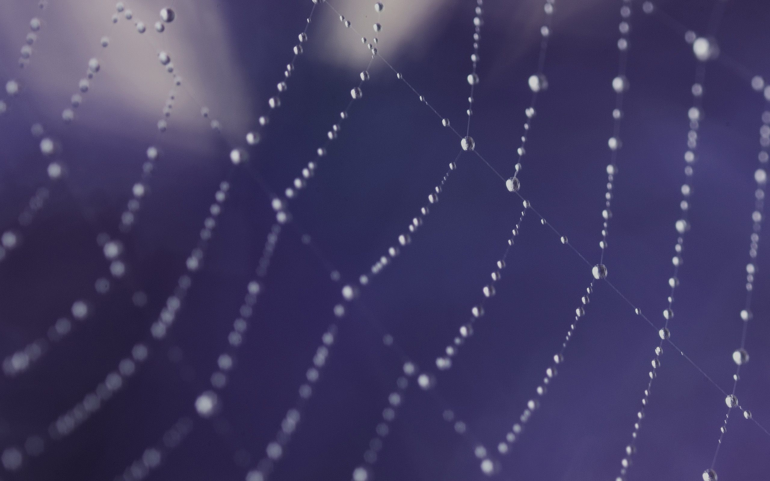 Spider webs wallpaper - (#170845) - High Quality and Resolution ...