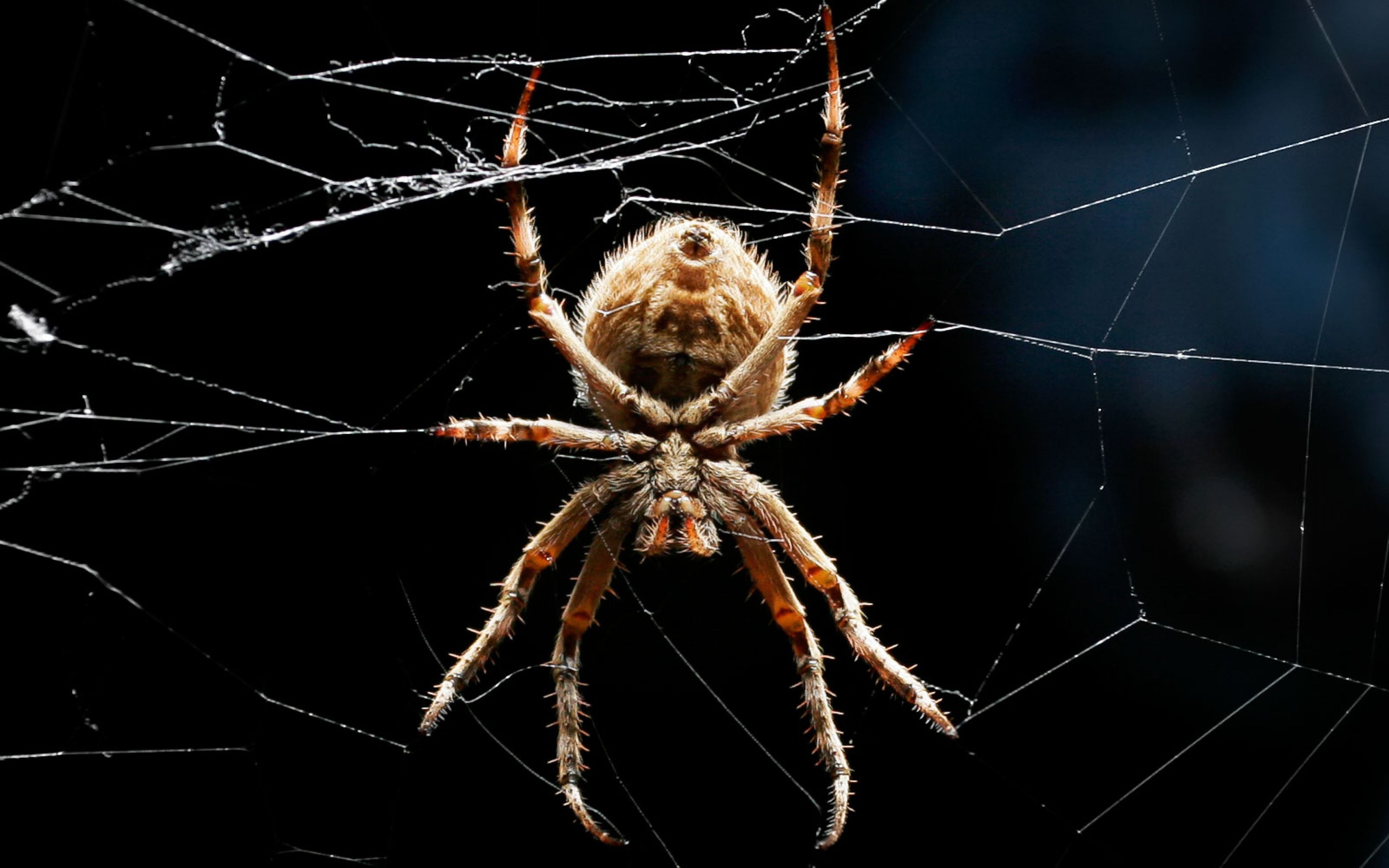 Download Wallpaper 3840x2400 Spider, Legs, Web, Crawling, Insect ...