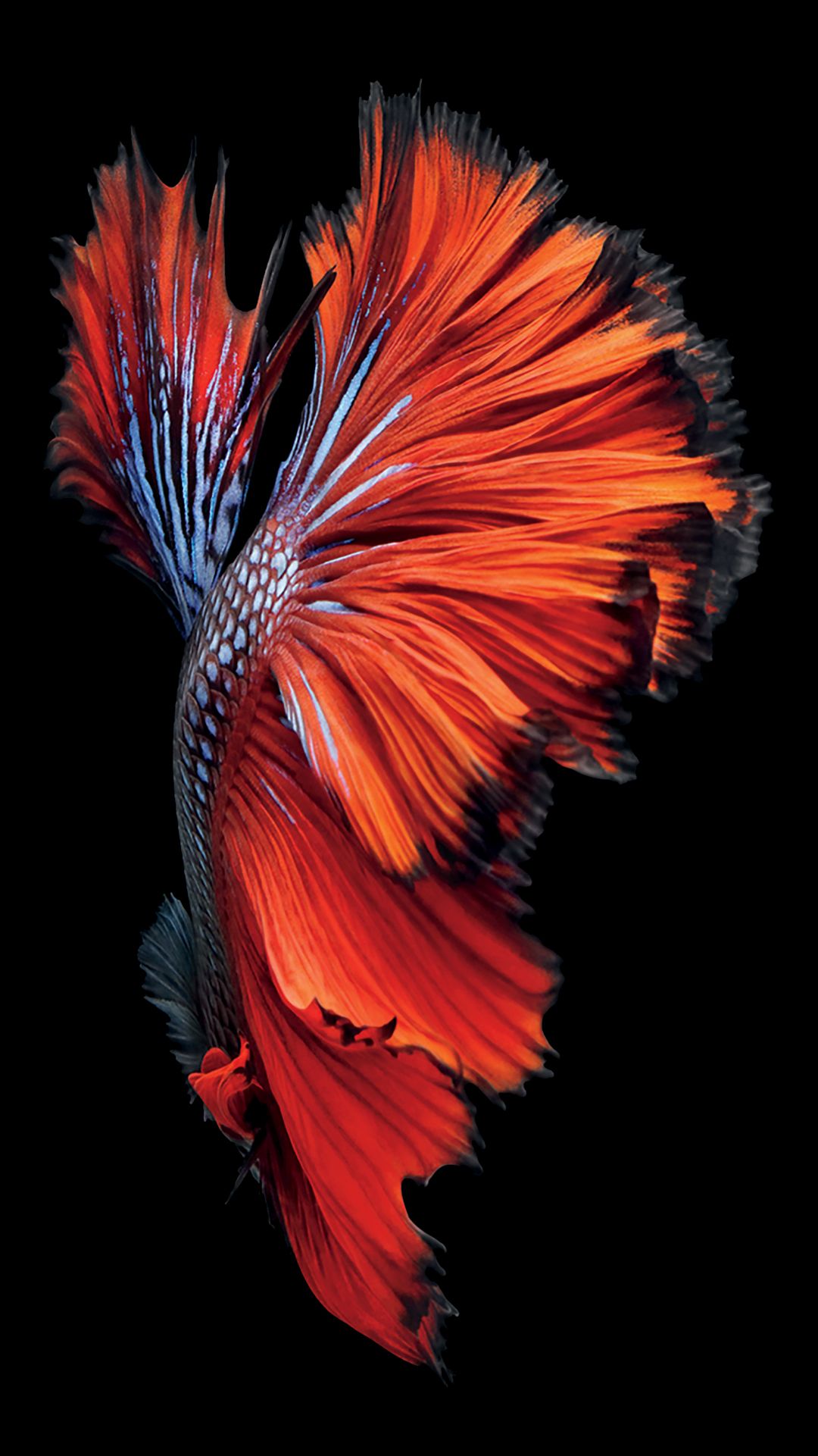 iPhone-6s-Fish-Red-Wallpaper.jpg
