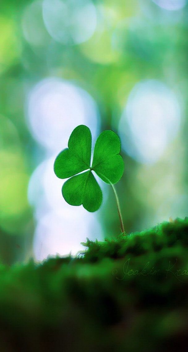 Luck of the Irish on Pinterest | St. Patrick's Day, iPhone ...
