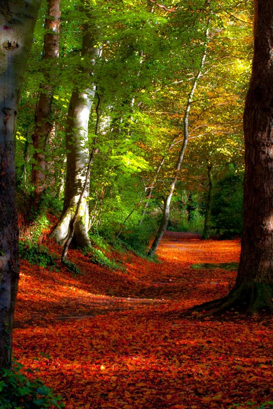 Way through the woods in Rathfarnham, Ireland | Spectacular Places