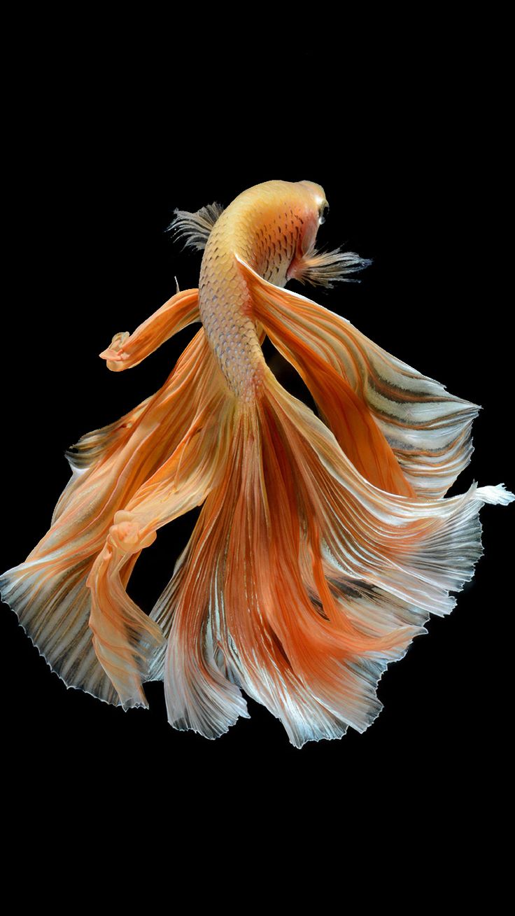 Apple iPhone 6s Wallpaper with Elegant Male Gold Betta Fish in