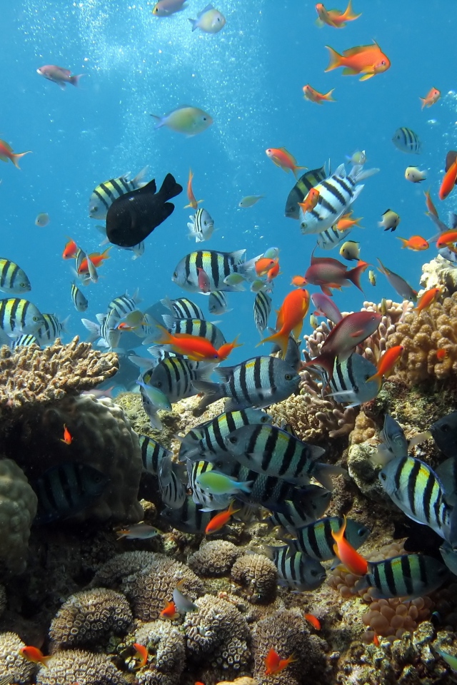Download Wallpaper 640x960 Underwater, Ocean, Fish iPhone 4S, 4 HD