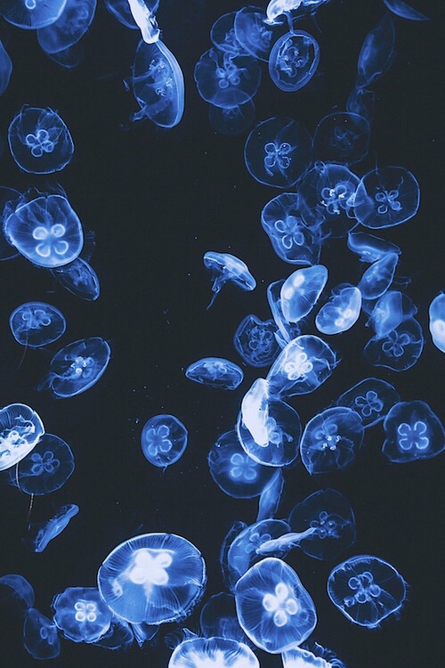 Jellyfish - image by helena888 on Favim.com