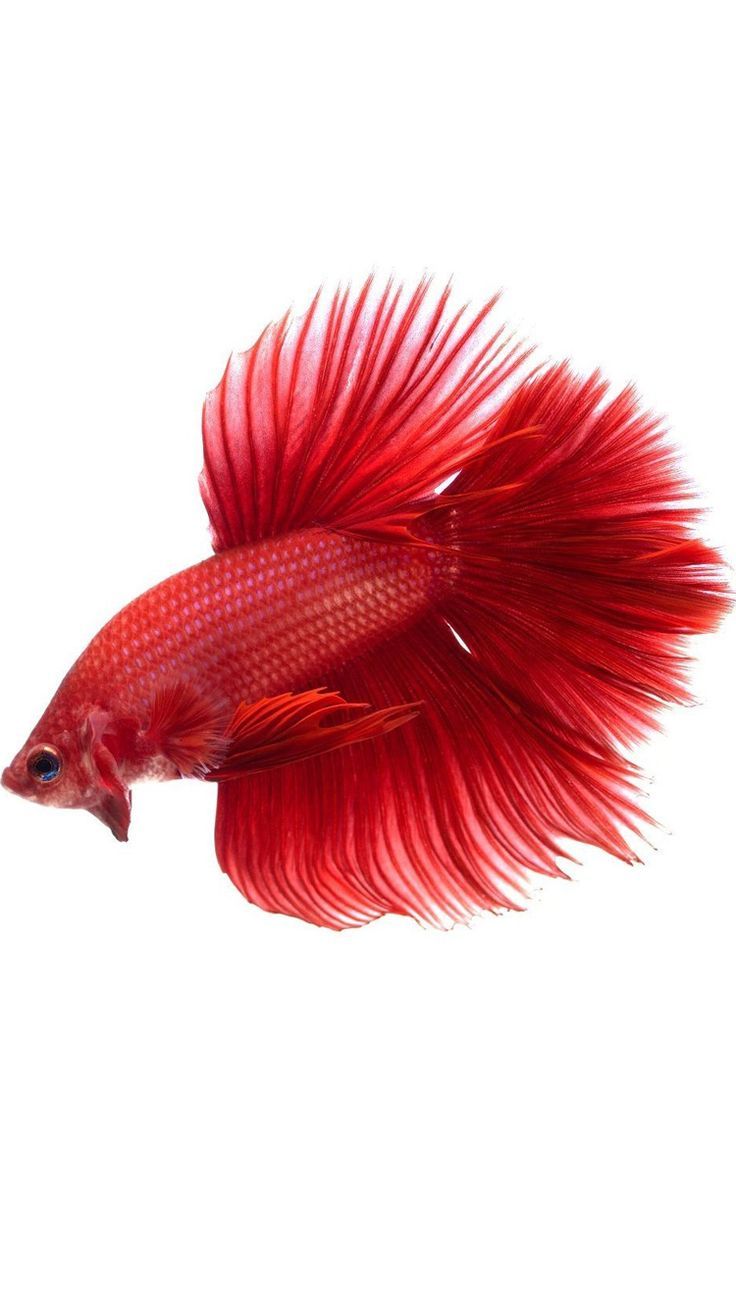 Apple iPhone 6s Wallpaper with Red Veil-Tail Betta Fish in Dark ...