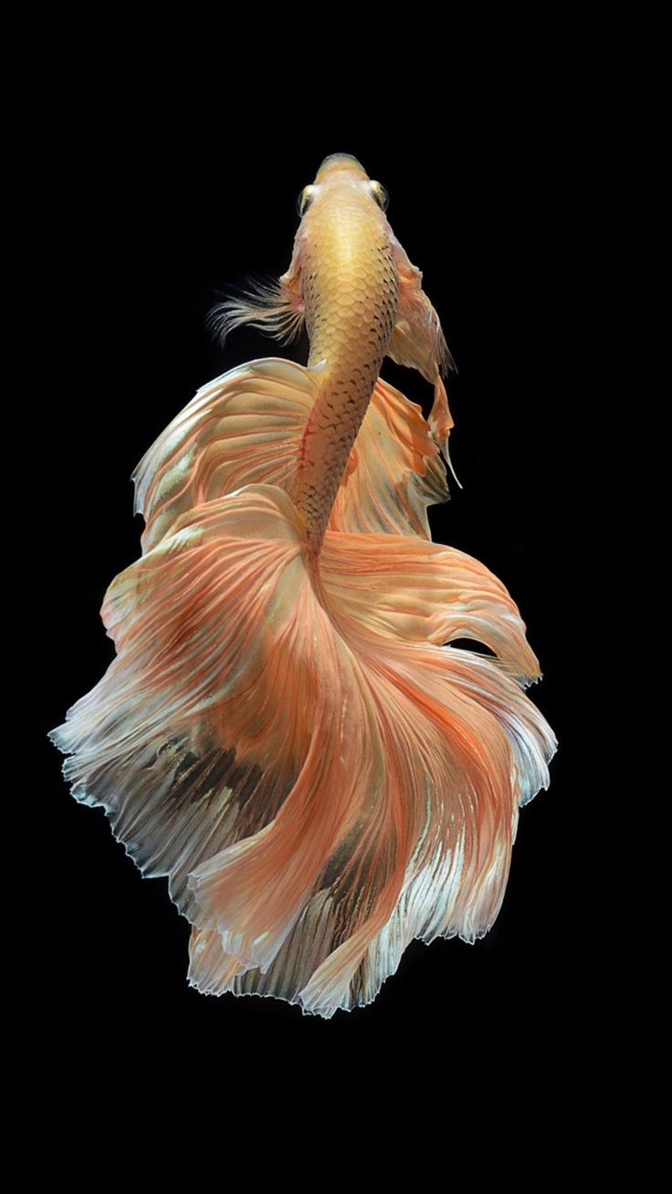 New wallpaper for iphone 6s betta fish - Google Search Anything