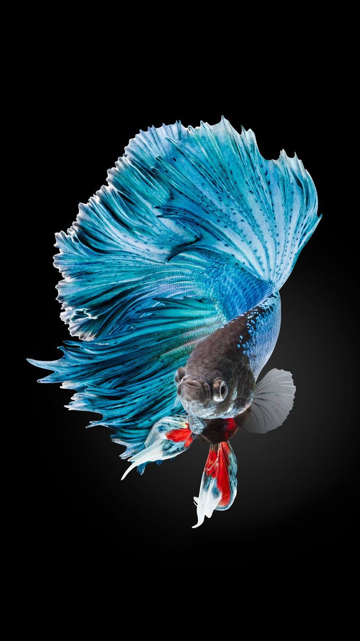 Apple iPhone 6s Wallpaper with Red Betta Fish in Dark Background