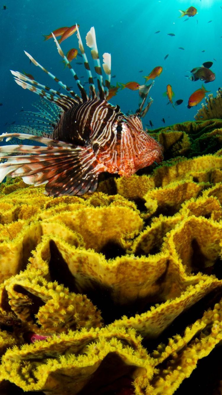 Download Wallpaper 750x1334 Underwater, Fish, Corals iPhone 6 HD ...