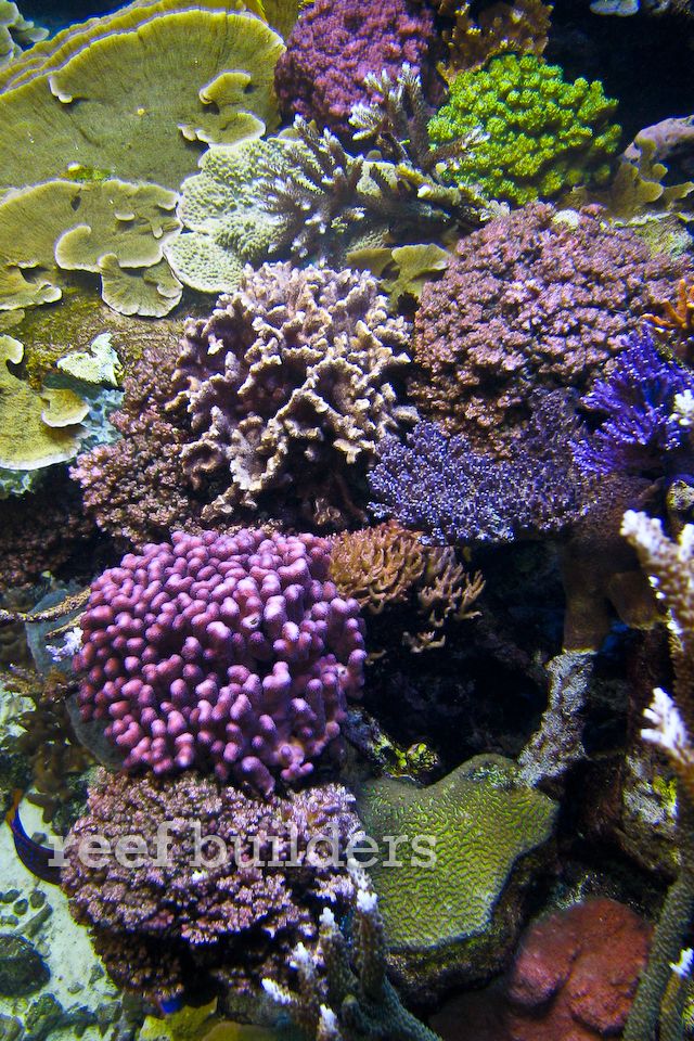 iPhone 4 background wallpapers of reef fish and coral - Reef ...