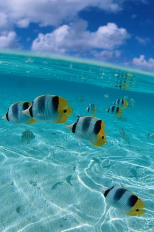 Tropical fish iPhone 4/4s wallpaper and background