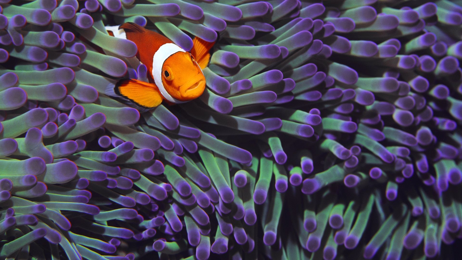 Clownfish Backgrounds - Wallpaper Cave