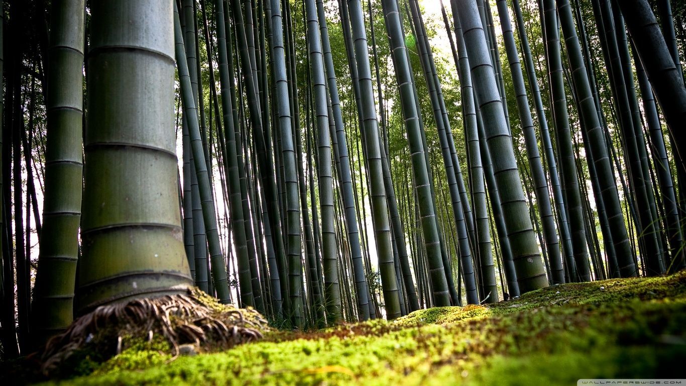 Bamboo HD desktop wallpaper Widescreen High Definition