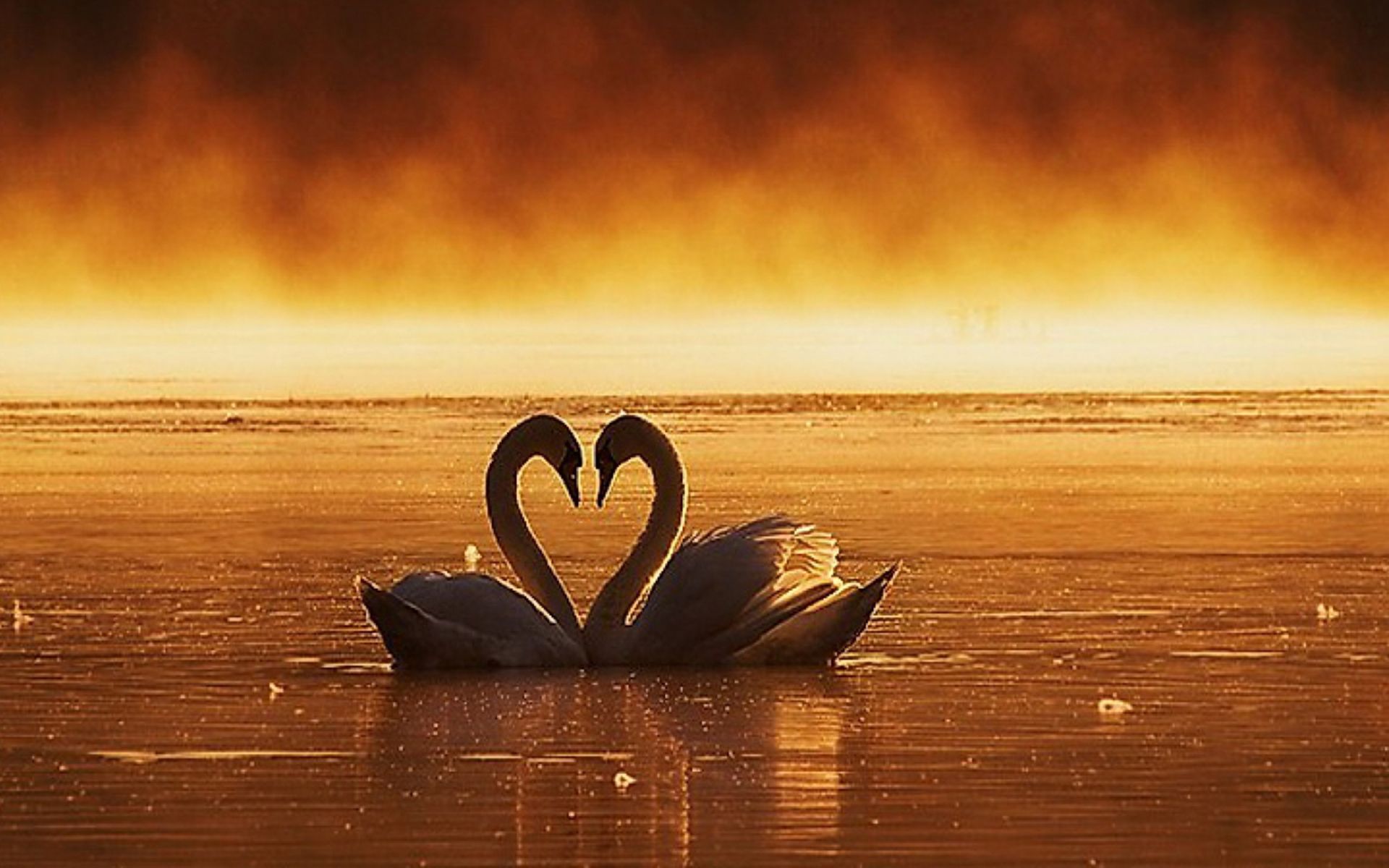 Пусть живет моя любовь. Лебеди сердце. Лебеди сердце на закате. Лебеди сердечком. Лебеди любовь на всю жизнь.