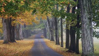 Great Wallpaper Everyday Nature - Journey into Fall Louisville