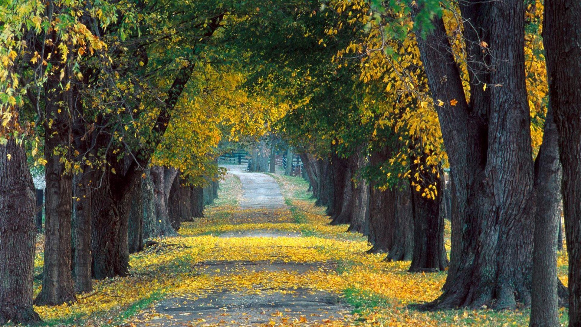 Louisville Kentucky, autumn, gold, leaves, 1920x1080 HD Wallpaper