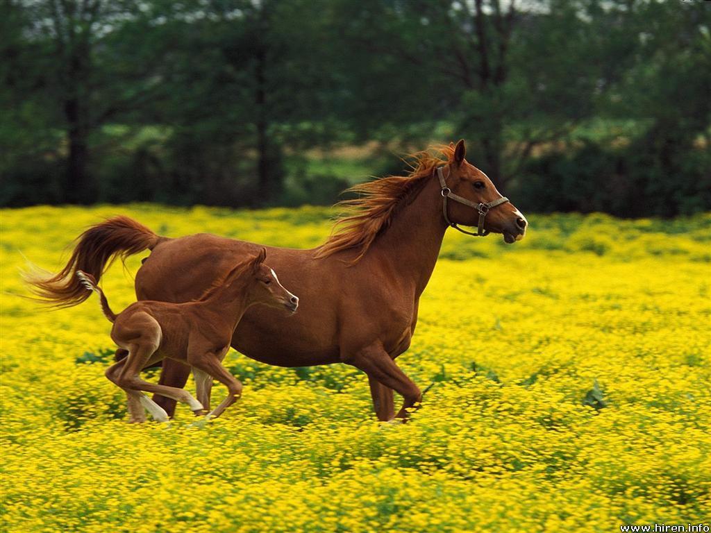 Free wallpaper Arabian mare and foal louisville kentucky