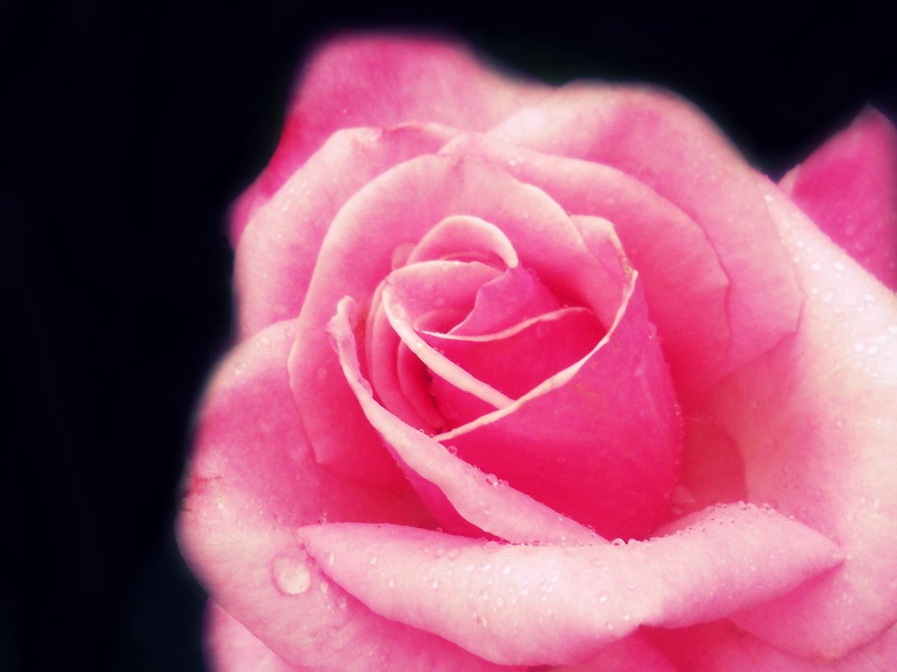 ROSE BY ANOTHER NAME WALLPAPER - (#125497) - HD Wallpapers ...