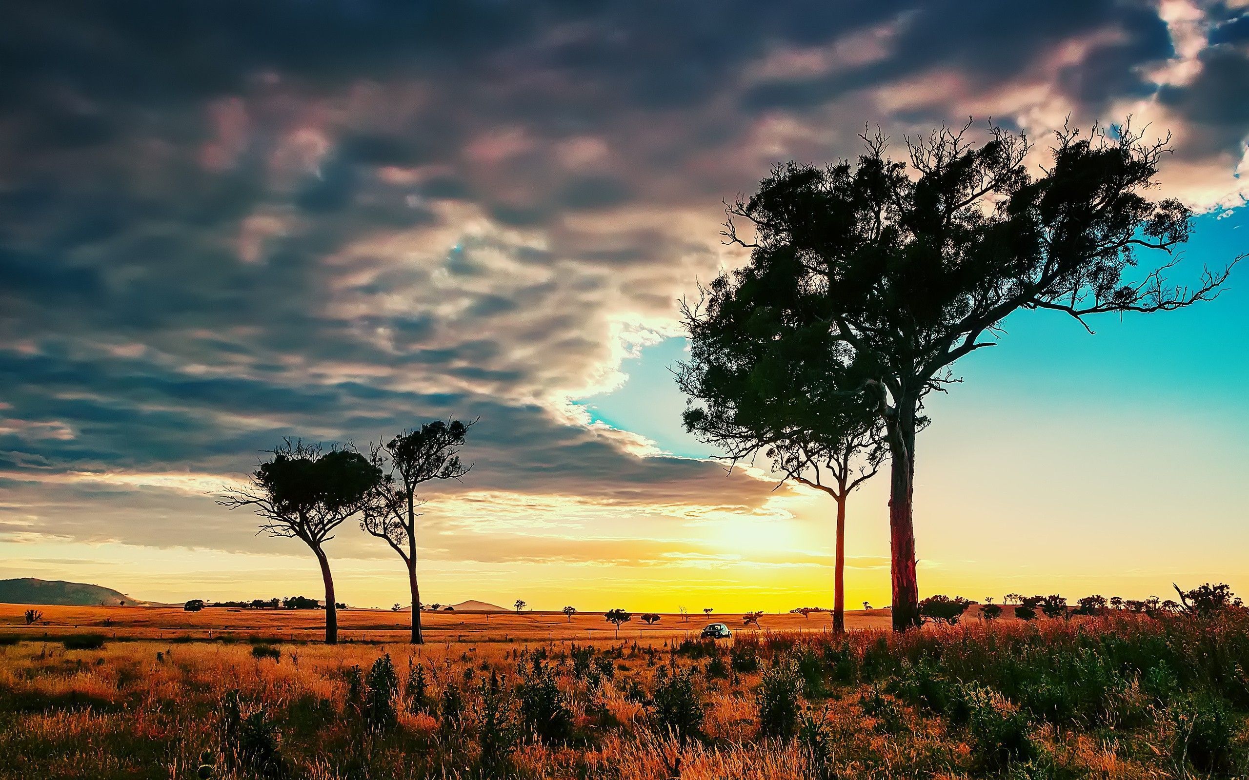 Trees in the African savanna wallpapers and images - wallpapers ...