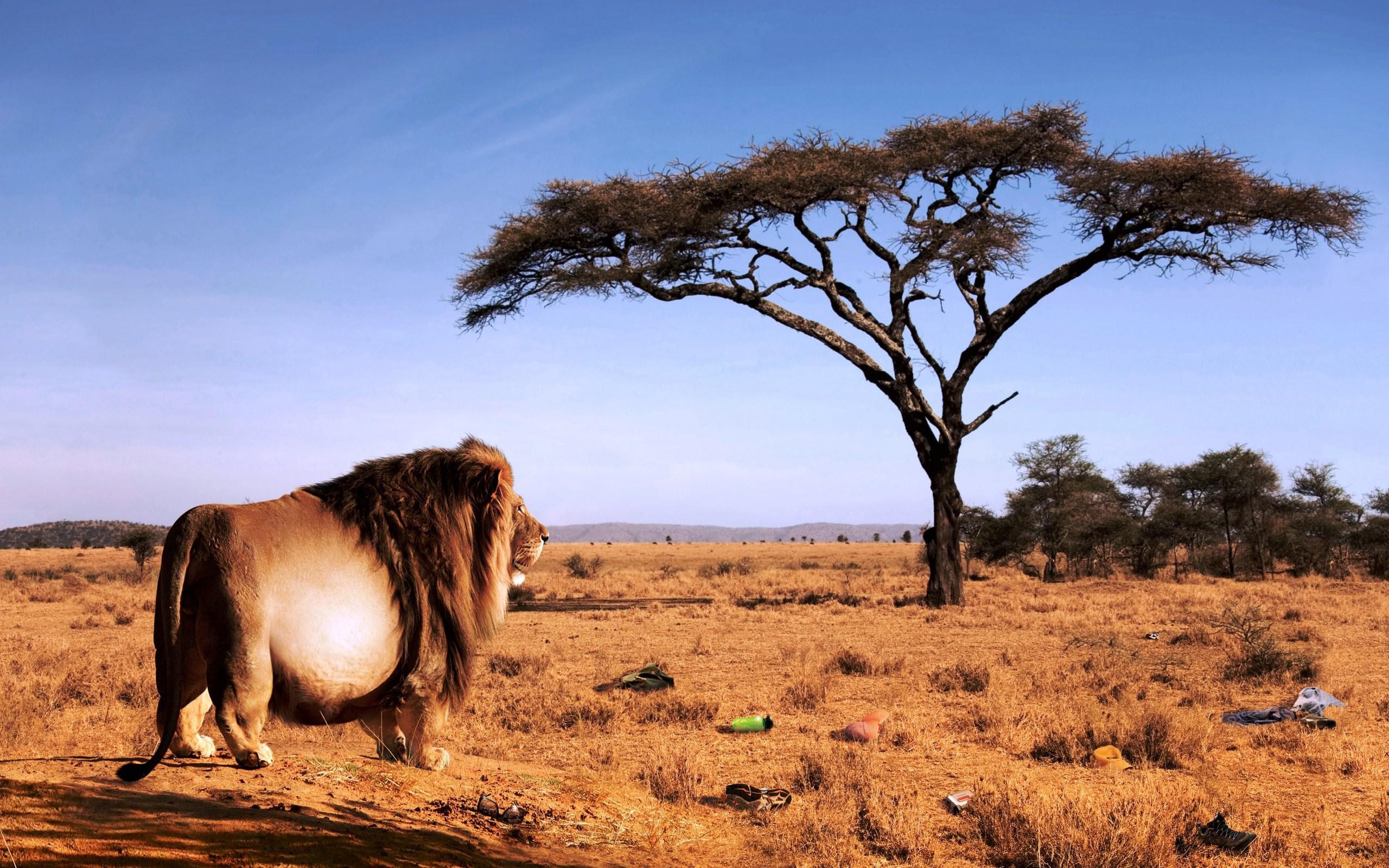 Fotrest King Lion Funny Wallpaper - New HD Backgrounds