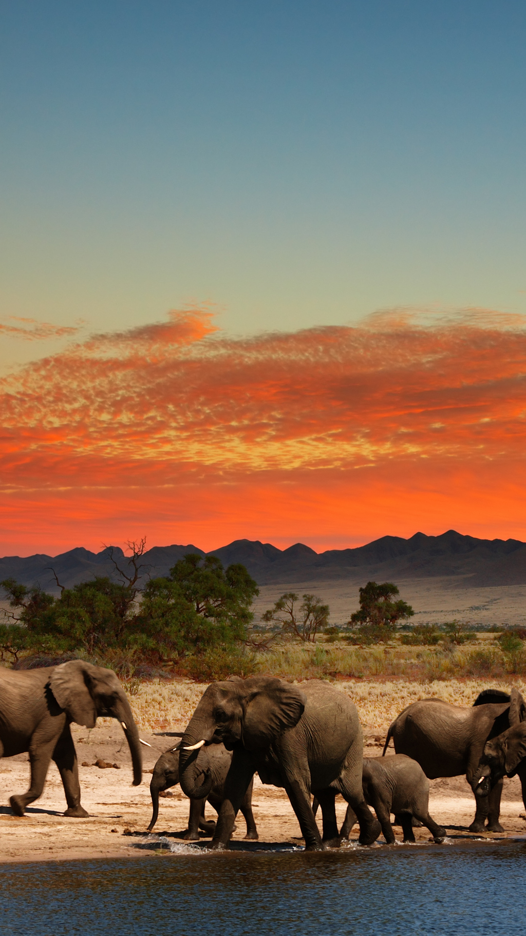 Herd of Elephants in African savanna 4K Ultra HD wallpaper 4k