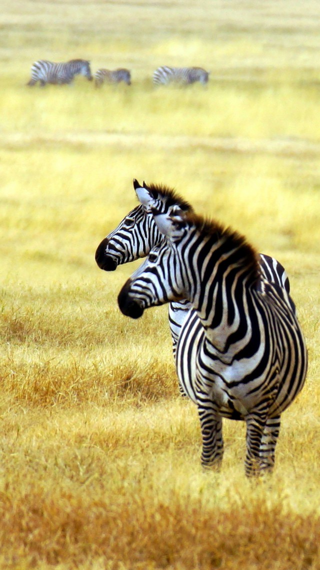 Zebra Wallpaper, Animals / Wild: Zebra, savanna, cute animals