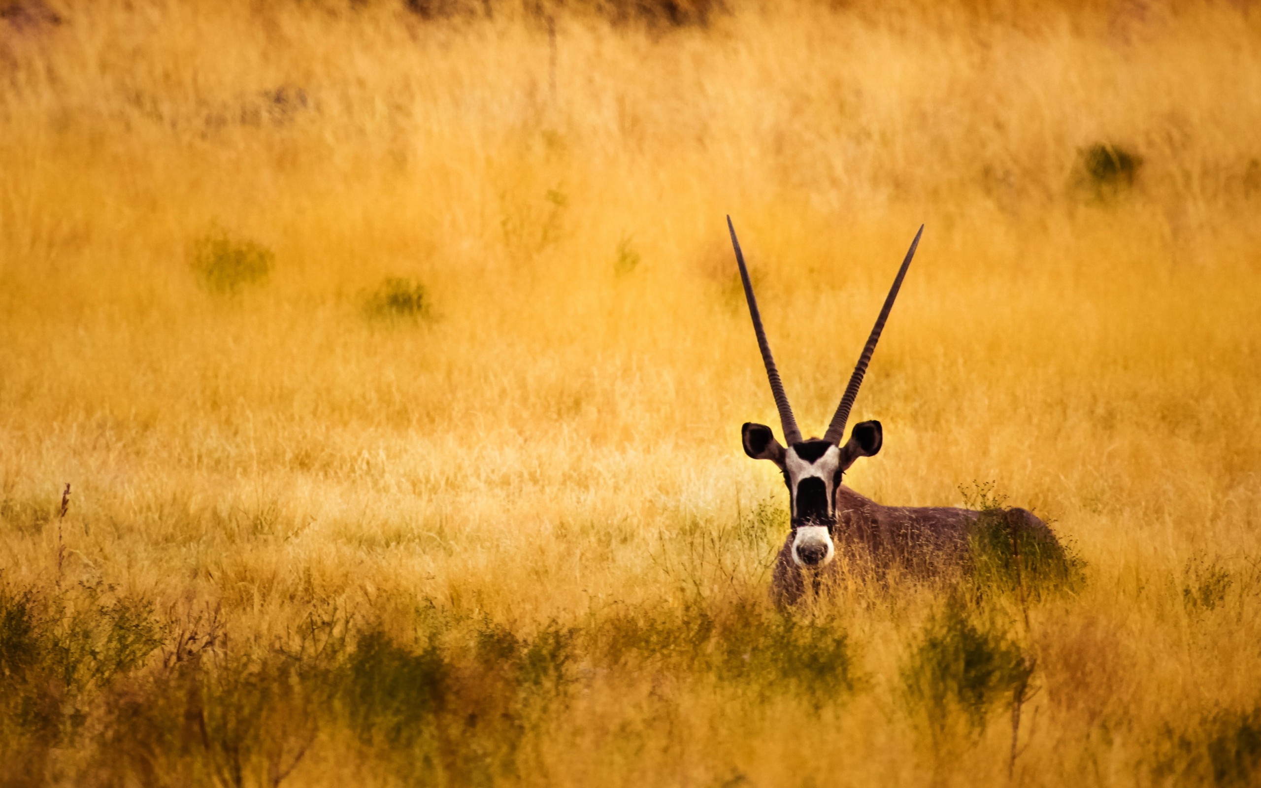 Download Antelope In The Savanna HD wallpaper for 2560 x 1600