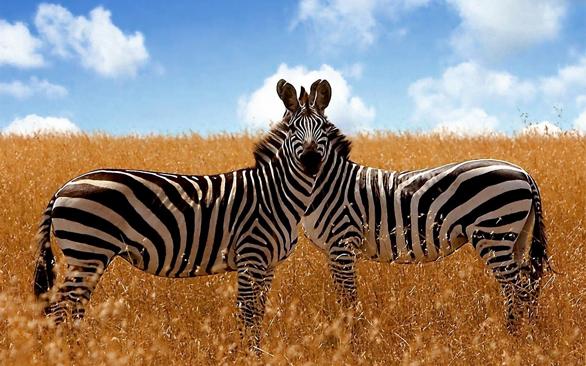 Savanna Zebra Wallpaper » WallDevil - Best free HD desktop and ...