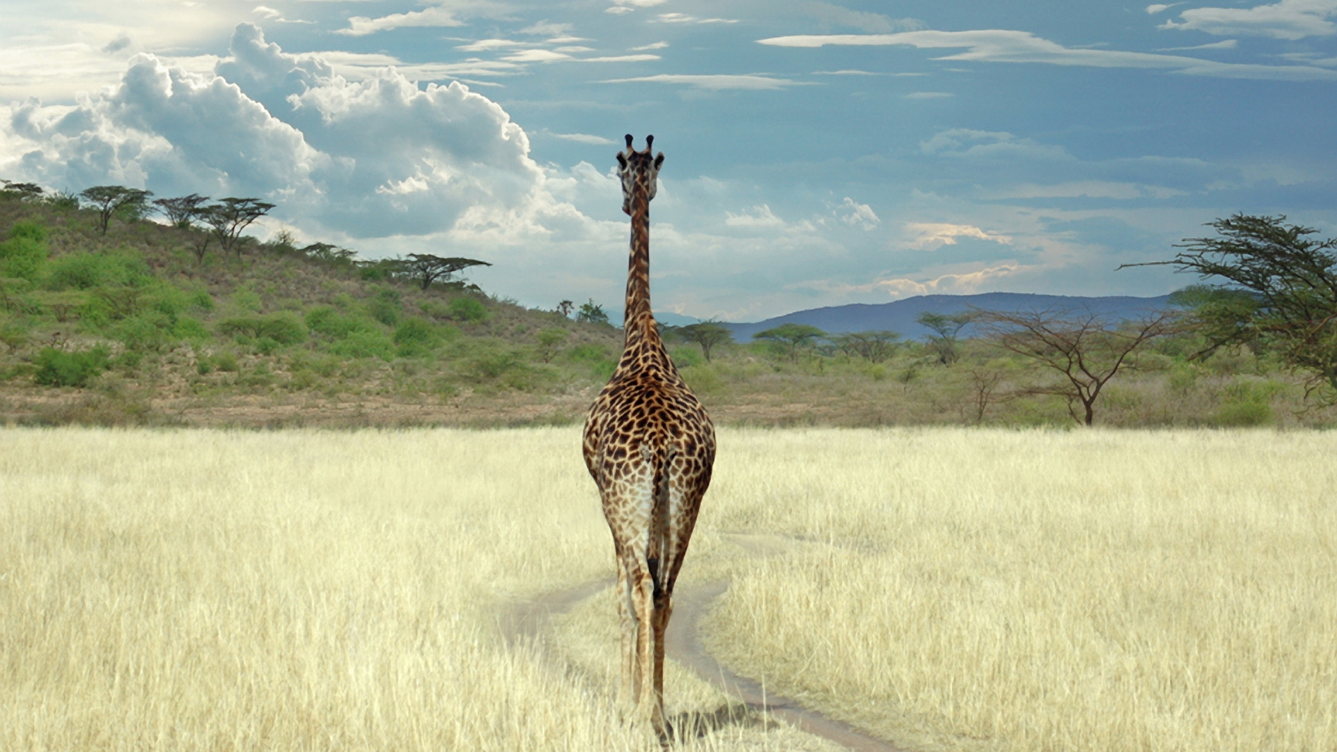 Download Wallpaper 1920x1080 Giraffe, Savanna, Grass, Walk Full HD ...