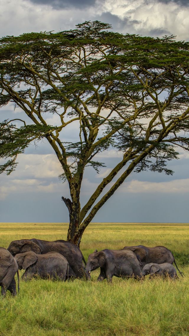 Elephant Wallpaper, Animals / Wild: Elephant, savanna, tree, clouds