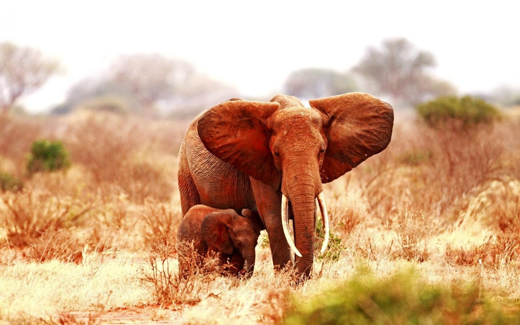 Elephant Baby Elephant Africa Savanna Hd Wallpaper Zoomwalls | HD ...