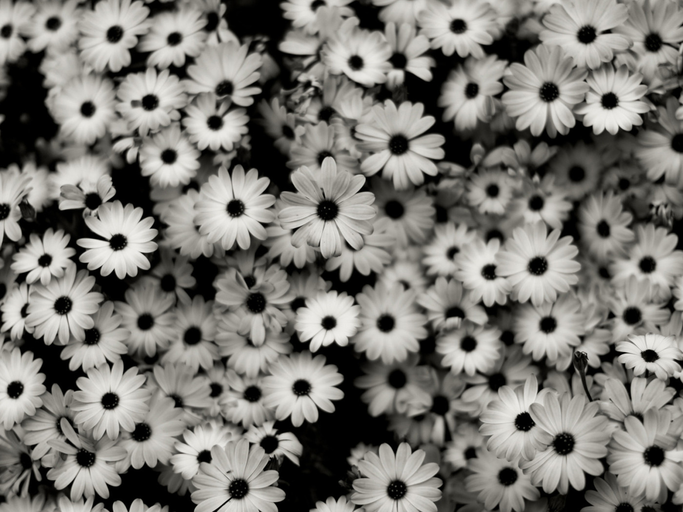 Black And White Wallpapers Tumblr - HD Images New