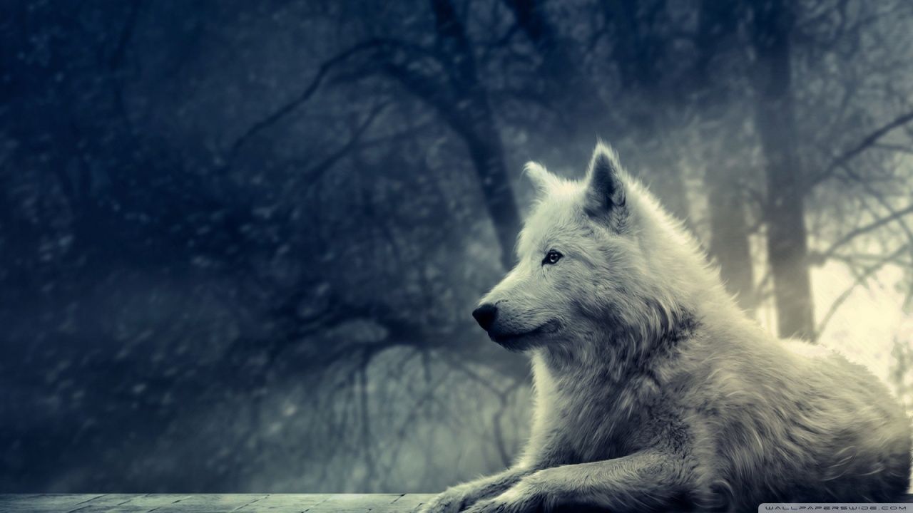 White Wolf Painting HD desktop wallpaper : Widescreen : High ...
