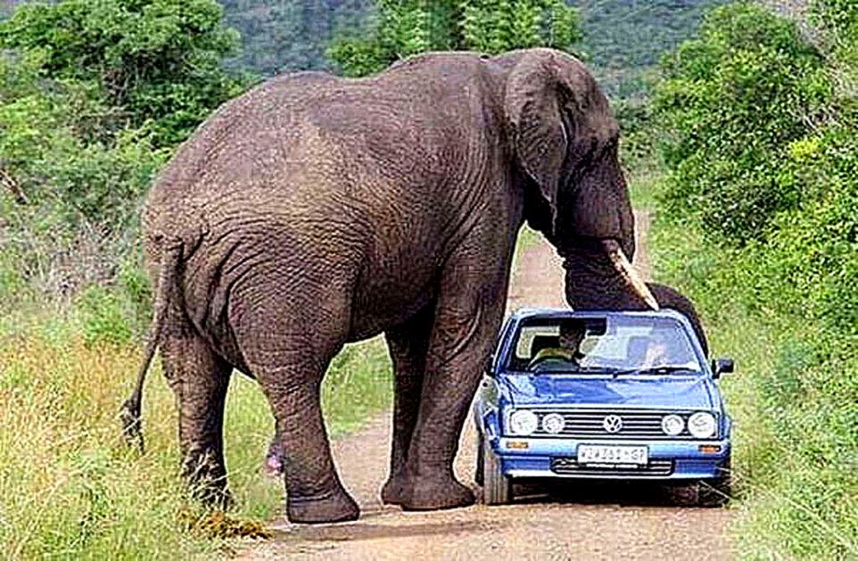 Funny Elephant In Car Wallpaper Hd | All Wallpapers Desktop